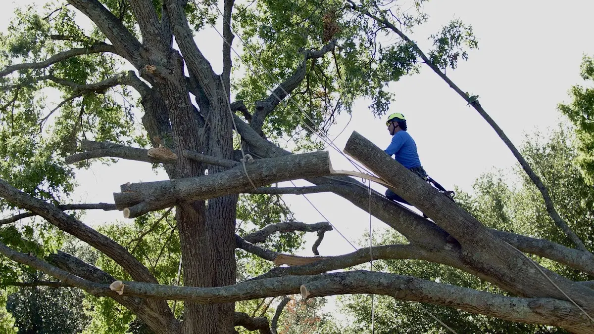 Professional Crown Thinning performed by certified arborists in West