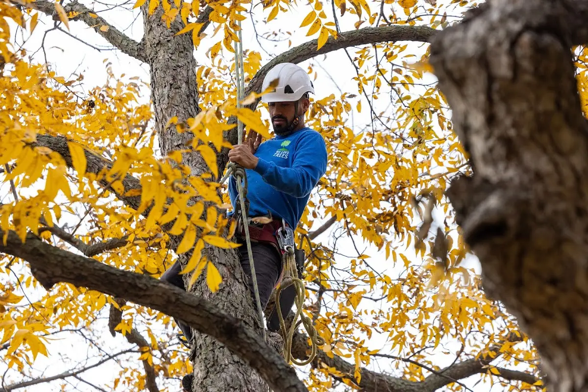 Skilled Storm Damage Cleanup crew working in West
